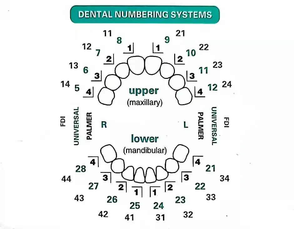 Dentals Mould For Composite Re - Teeth Whitening Moulds recension och pris